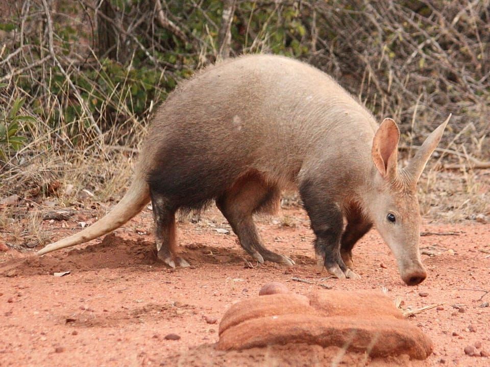An aardvark walking across red sandy ground