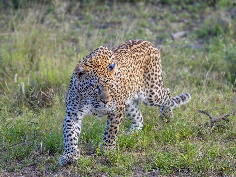 A leopard walking through green grass
