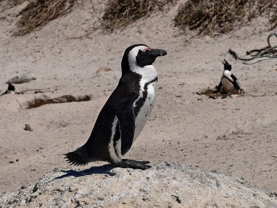 An African penguin standing on a sandy rock