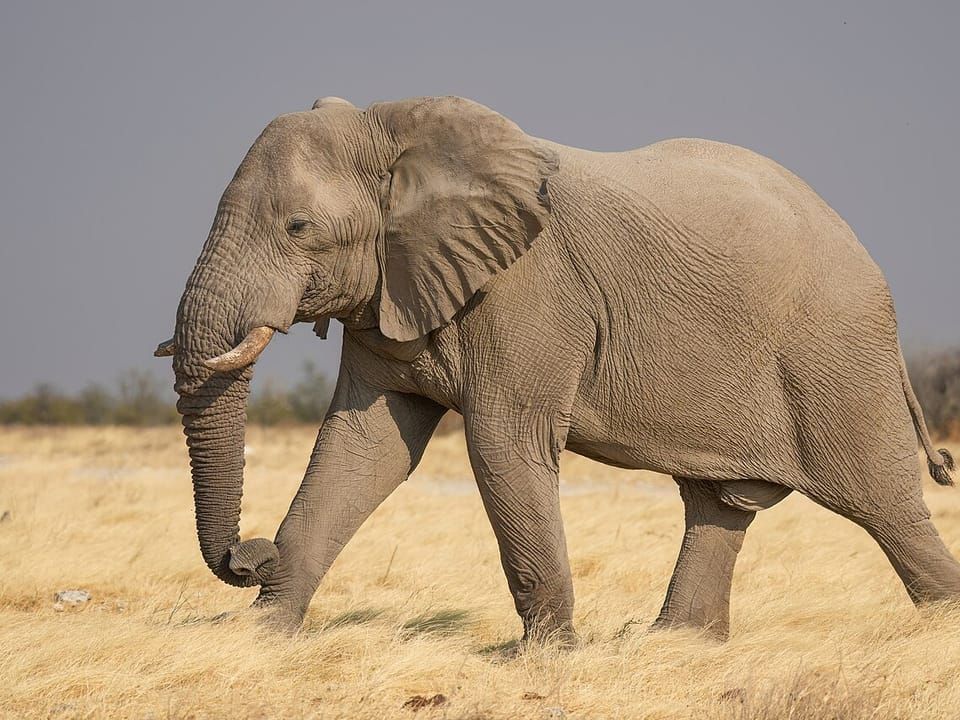 An African savannah elephant walking across dry grassland