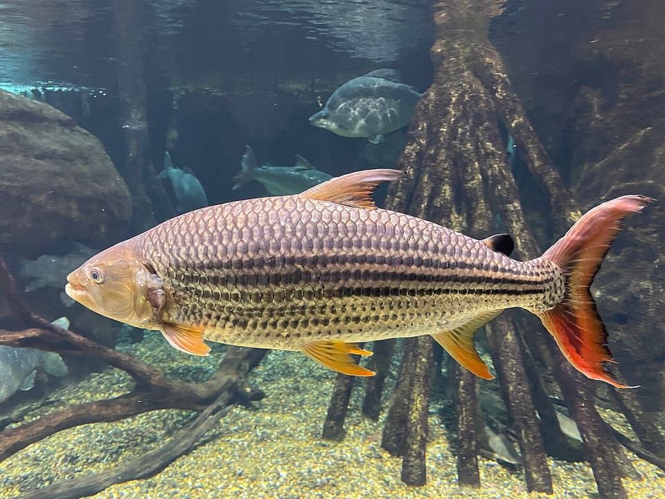 An African tigerfish swimming over sunken branches in an aquarium
