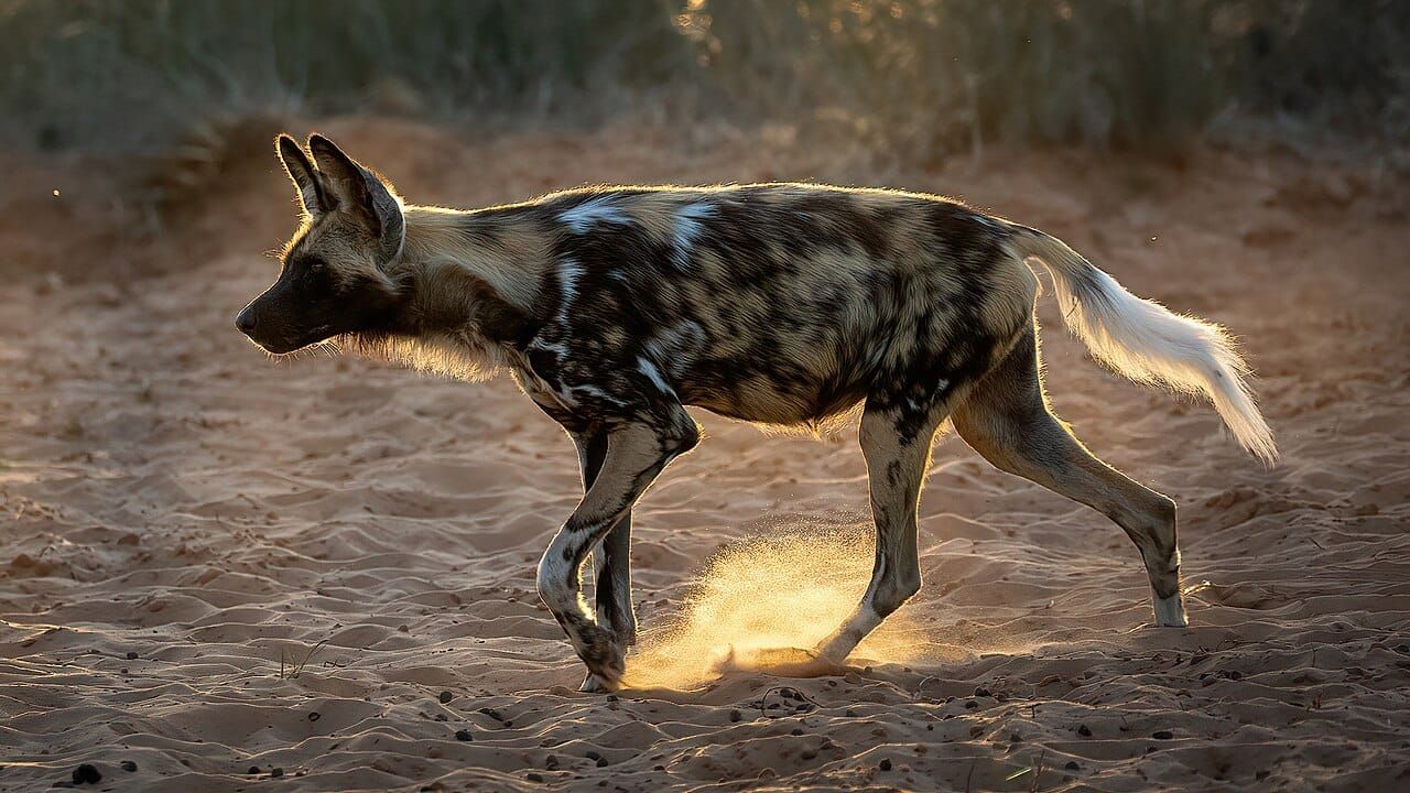 An African wild dog trotting across sandy ground