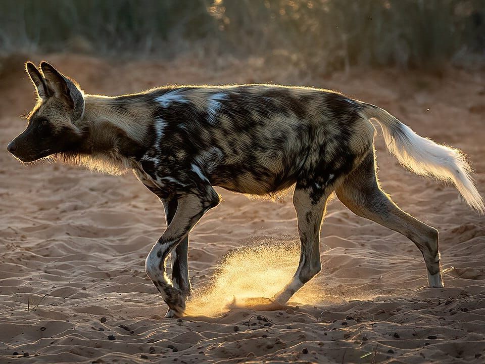 An African wild dog trotting across sandy ground