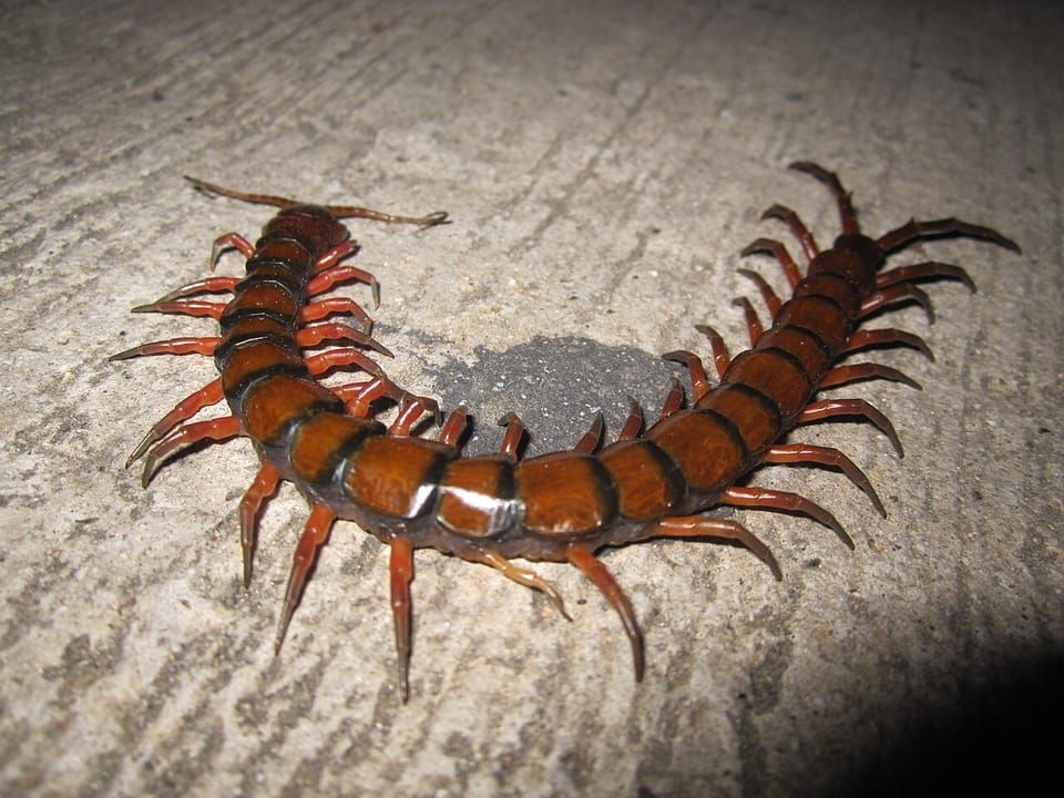 An Amazonian giant centipede with red-brown segments and yellow legs