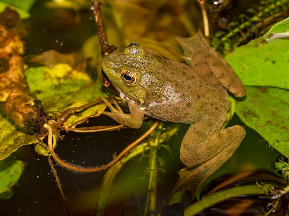 An American bullfrog sitting among leaves near water