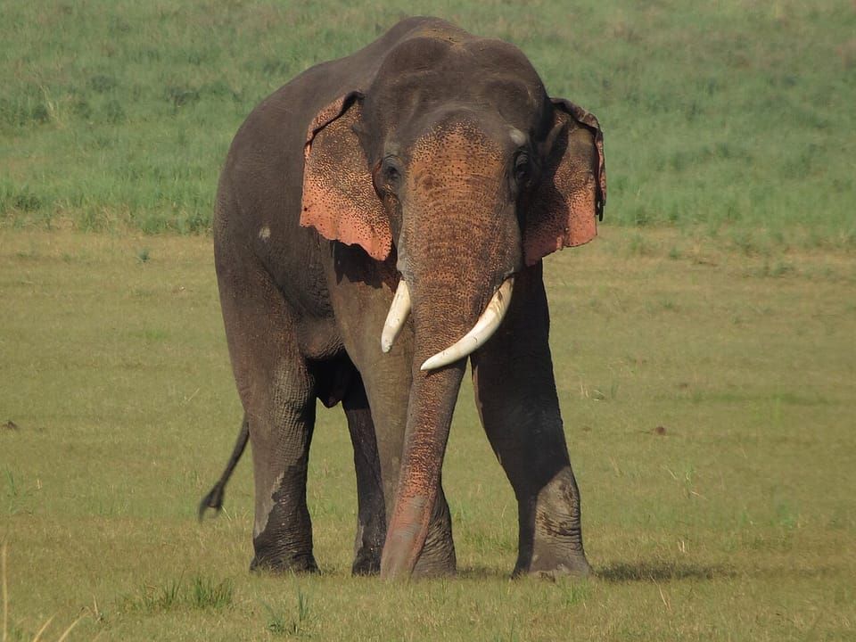 An Asian elephant with tusks walking on short grass