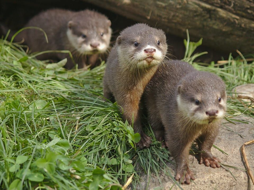 Asian small-clawed otters peering out from long grass