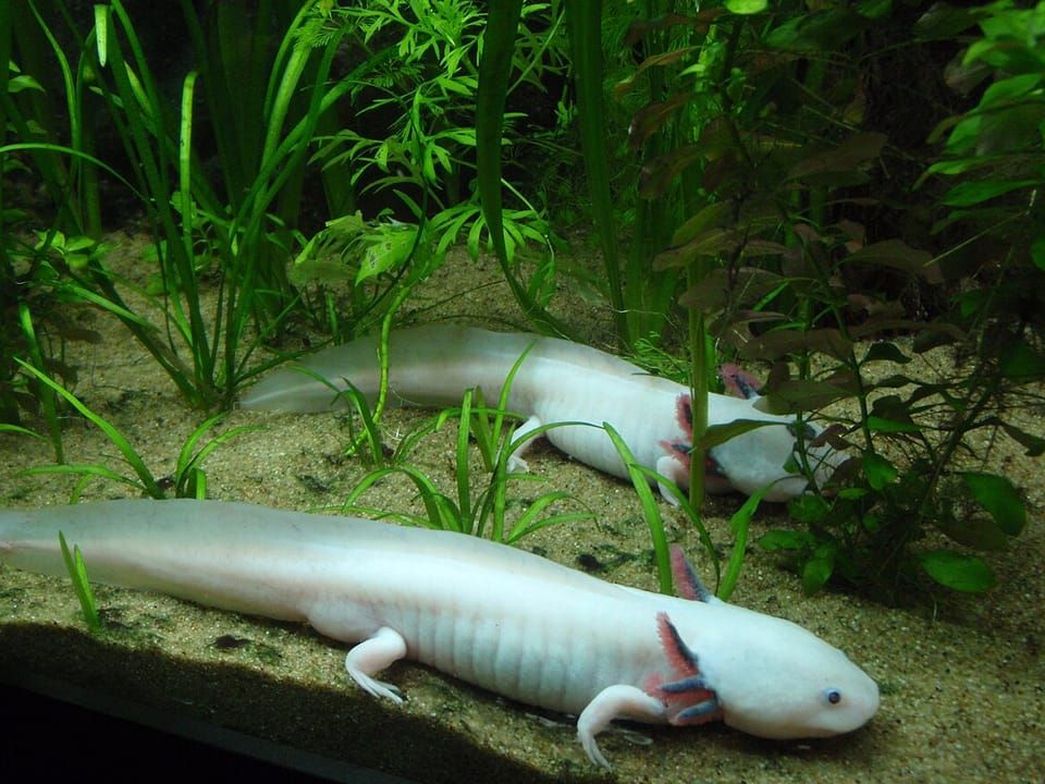 Two pale pink axolotls resting among aquarium plants