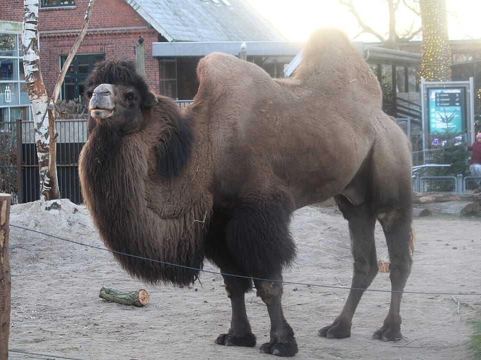 A Bactrian camel with two humps and a shaggy brown coat