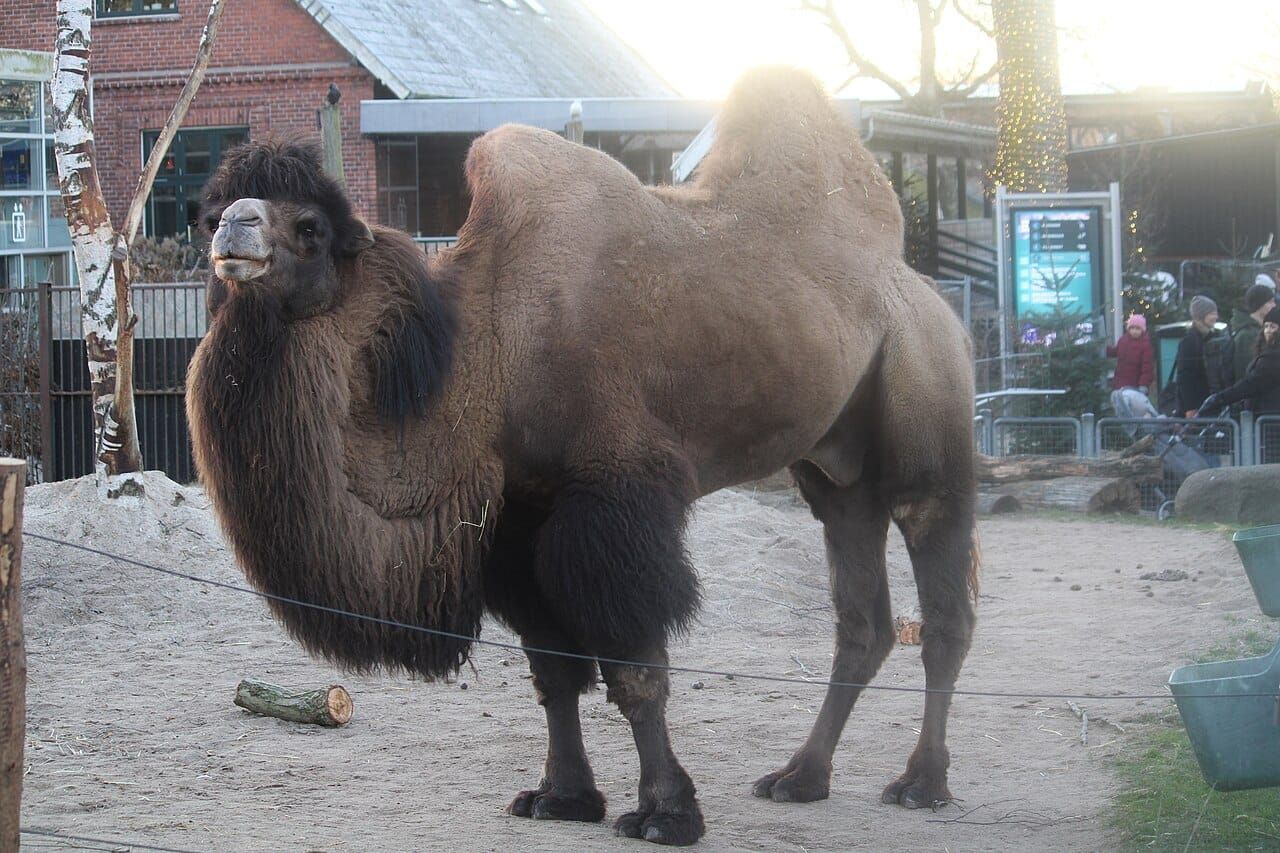 A Bactrian camel with two humps and a shaggy brown coat