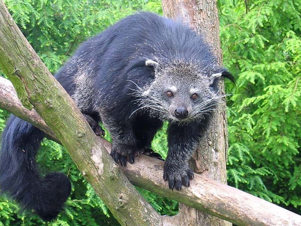 A binturong climbing along a branch