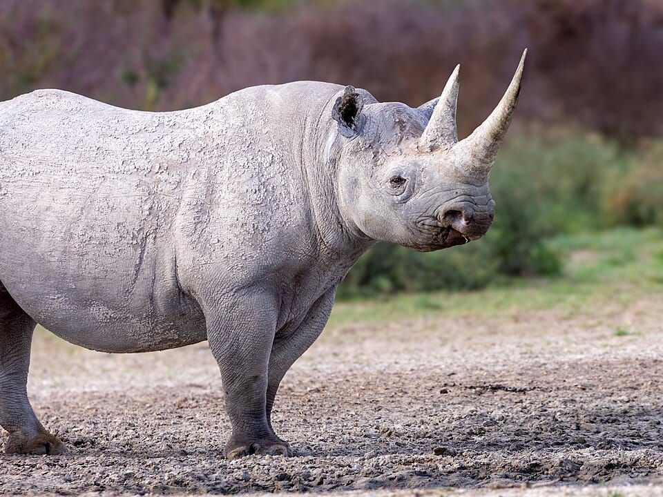 A black rhinoceros standing on bare ground