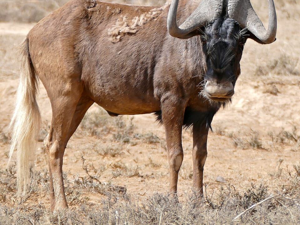 A black wildebeest with a pale tail standing on dry ground