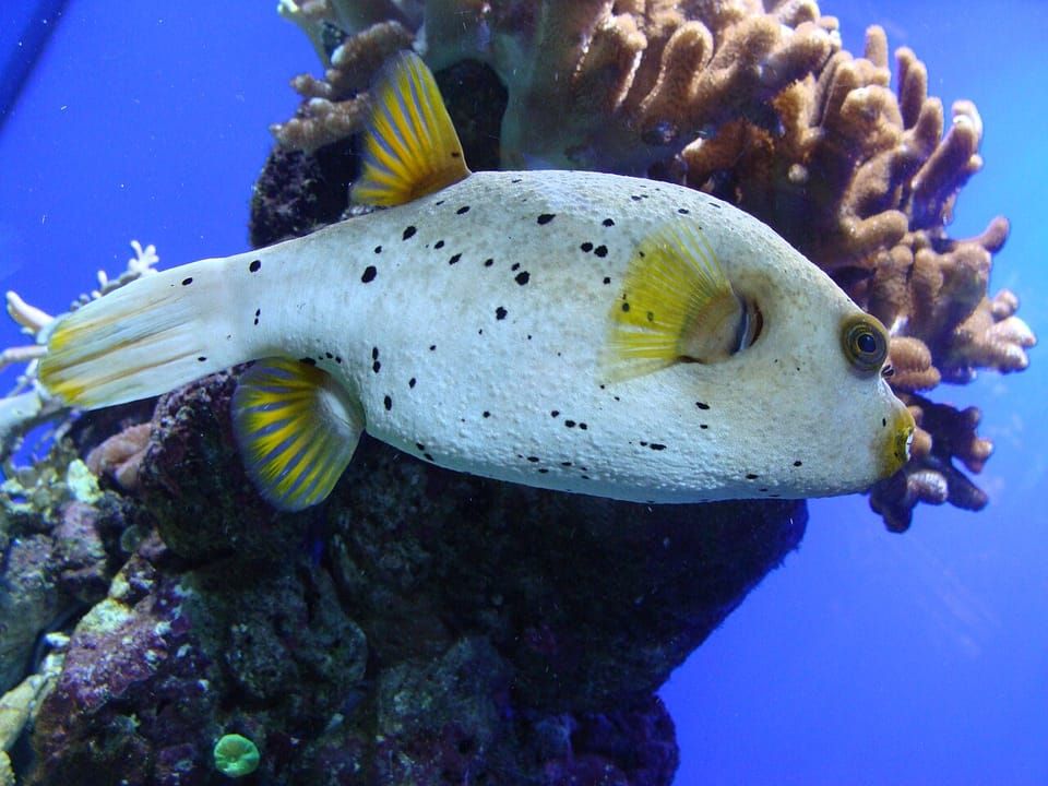 A blackspotted puffer swimming beside coral