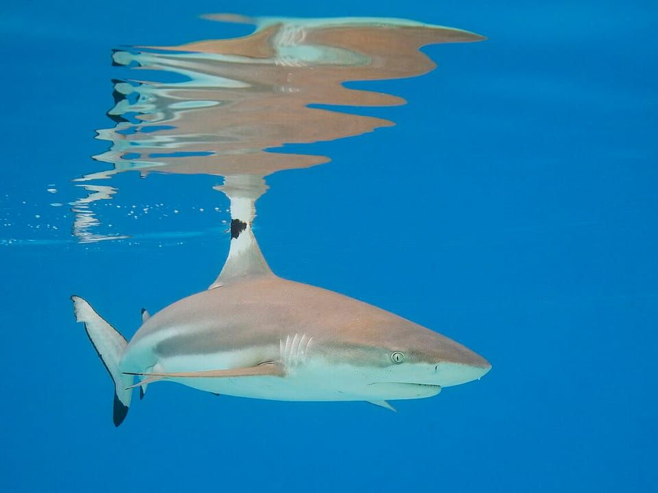 A blacktip reef shark swimming just below the water surface