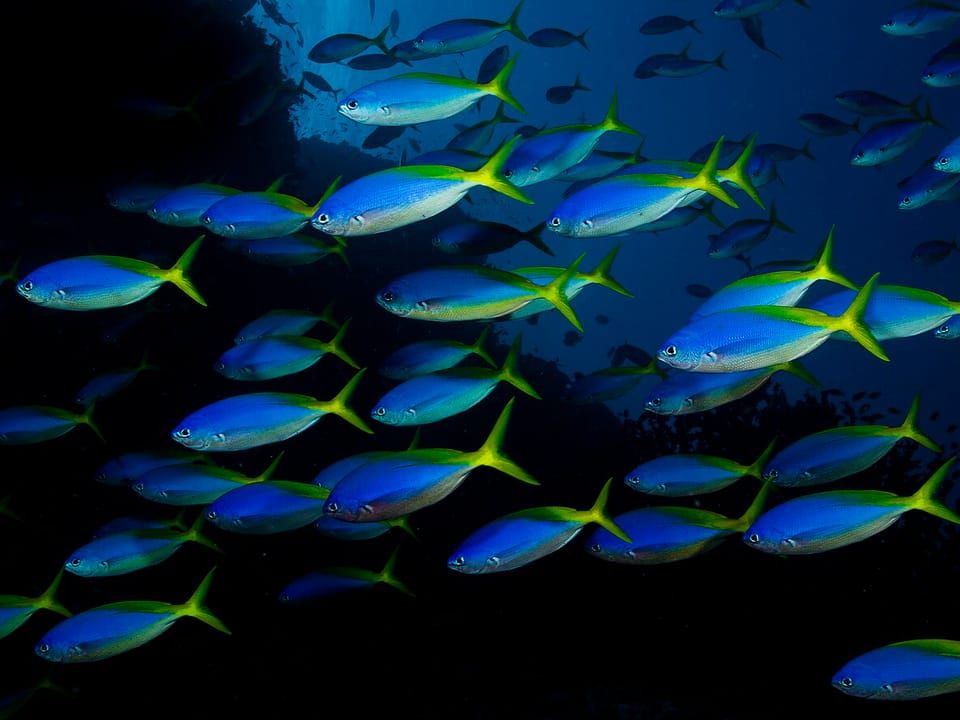 A school of blue and gold fusiliers over a dark reef