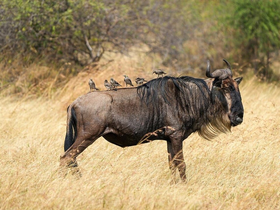 A blue wildebeest standing in tall dry grass
