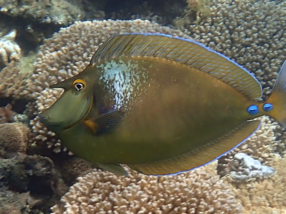 A bluespine unicornfish swimming over coral