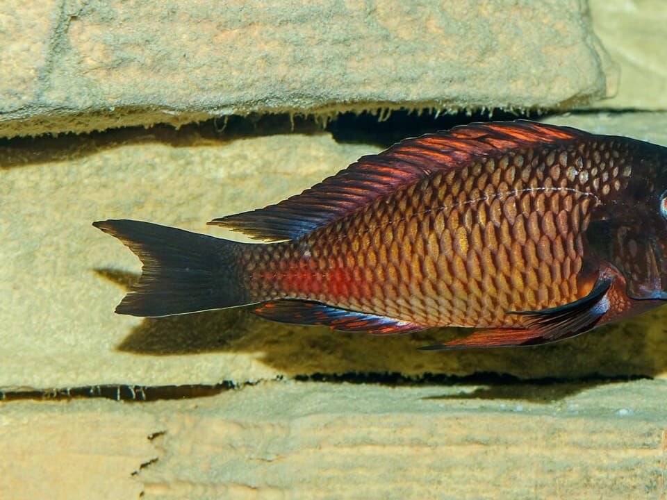 A blunthead cichlid with a dark head and a red-flushed body
