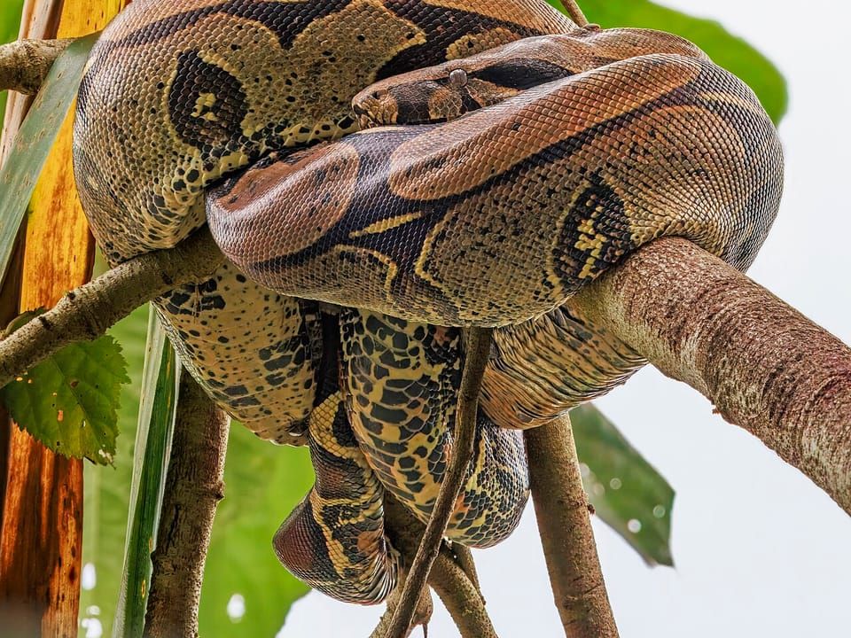 A boa constrictor coiled around a branch