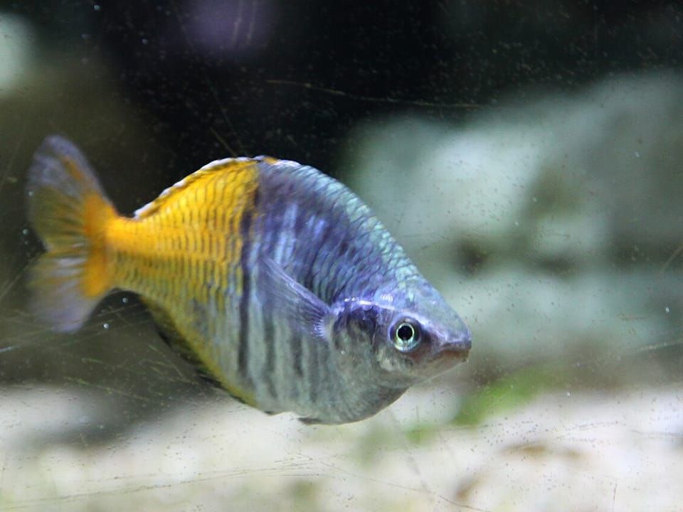 A Boeseman's rainbowfish with a blue head and an orange tail
