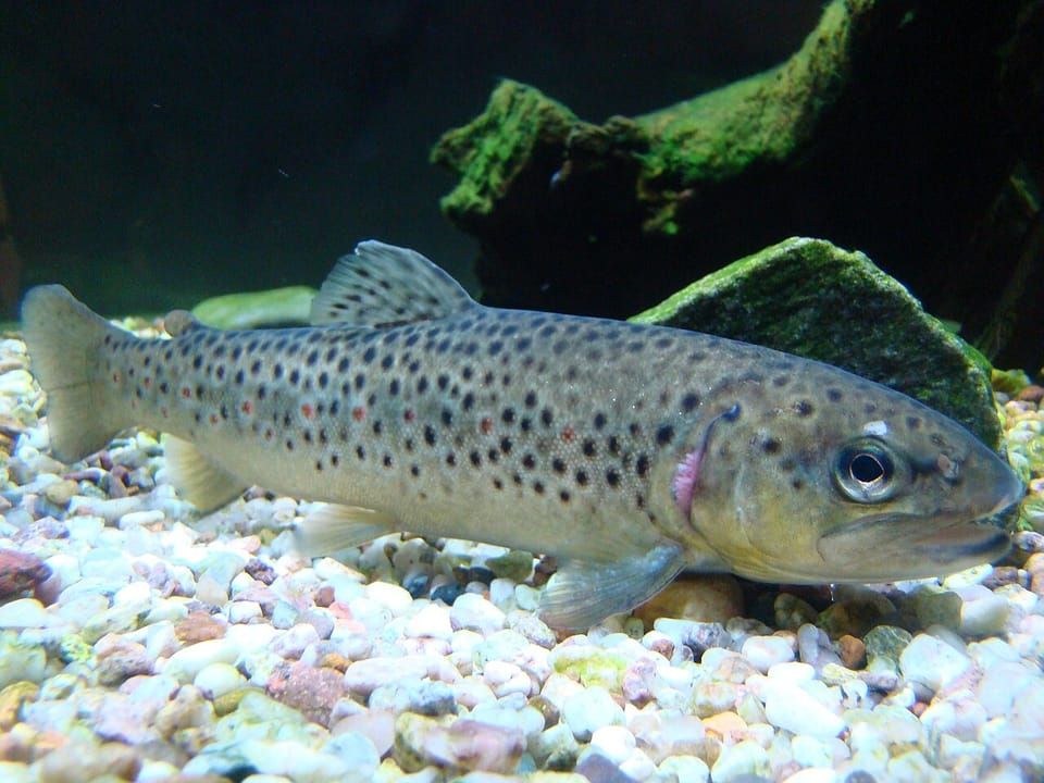 A brown trout with dark spots swimming over pale gravel
