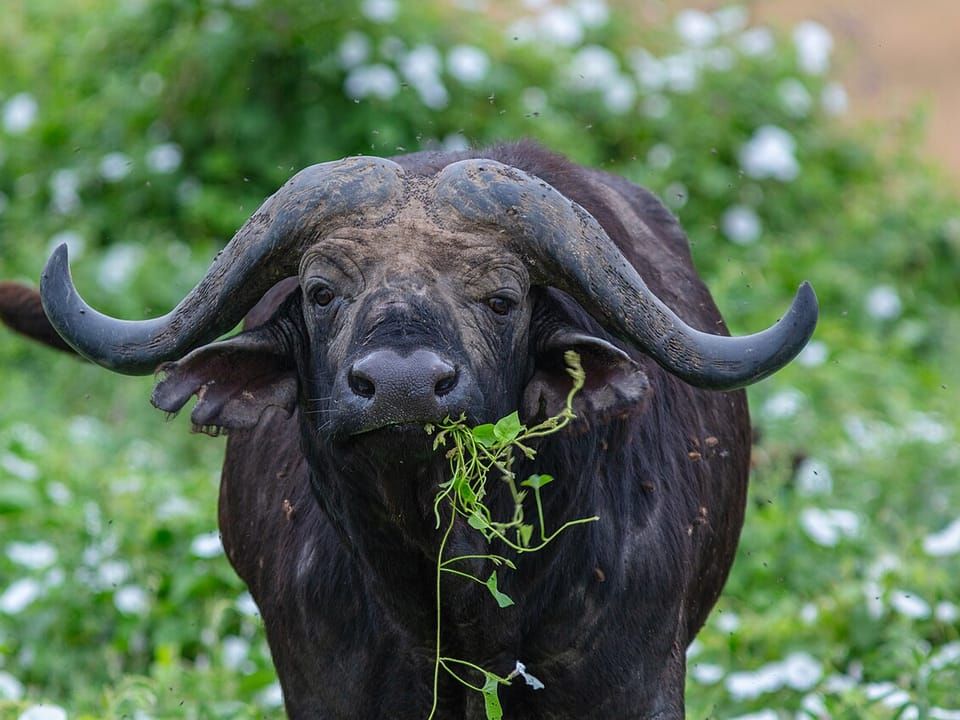 A Cape buffalo with curved horns facing the camera while chewing grass