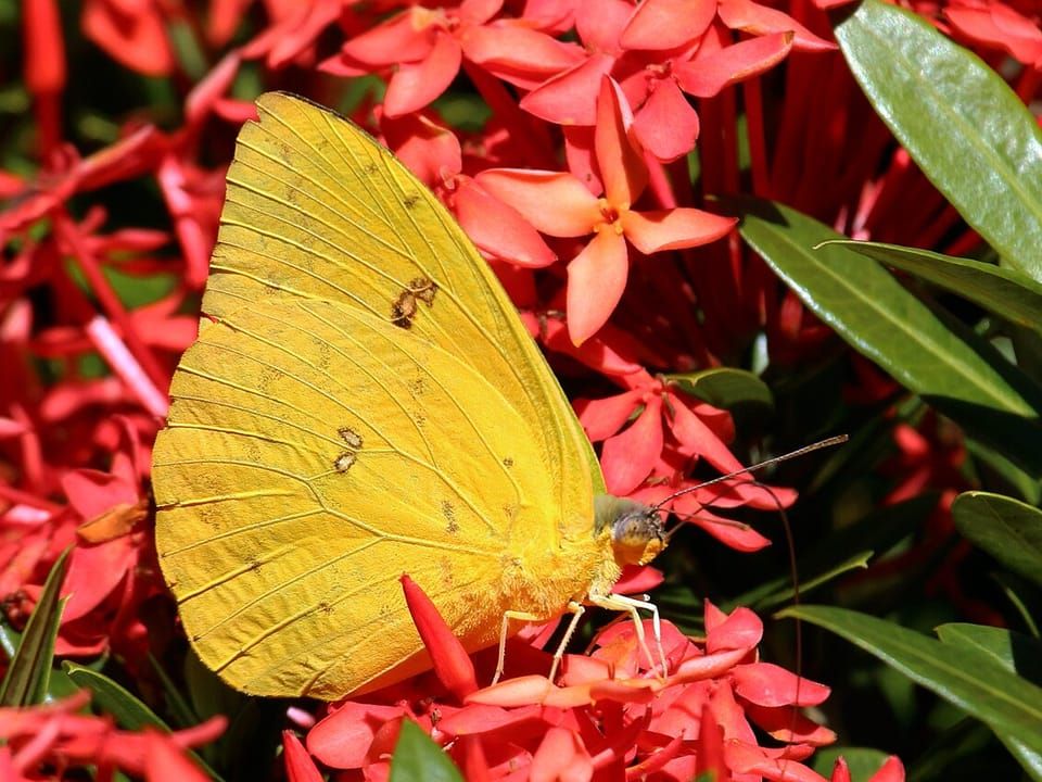 A yellow cloudless sulphur butterfly feeding on red flowers