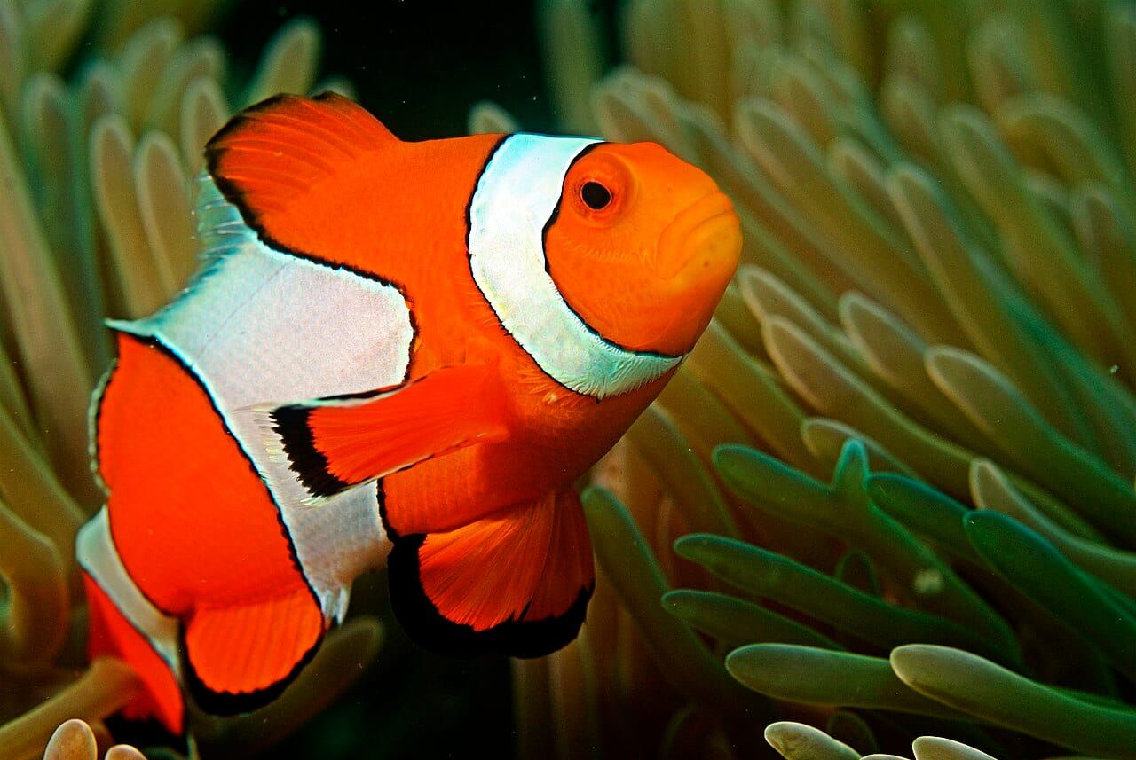 A clown anemonefish among the tentacles of an anemone