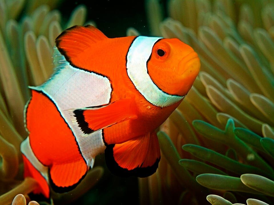 A clown anemonefish among the tentacles of an anemone