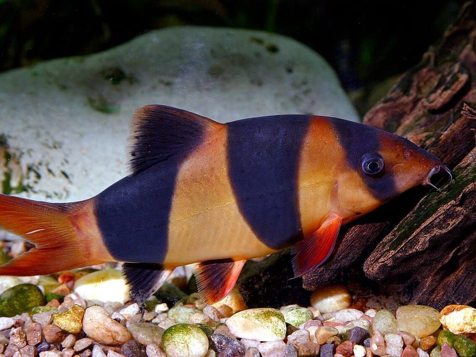 A clown loach with orange and black bands