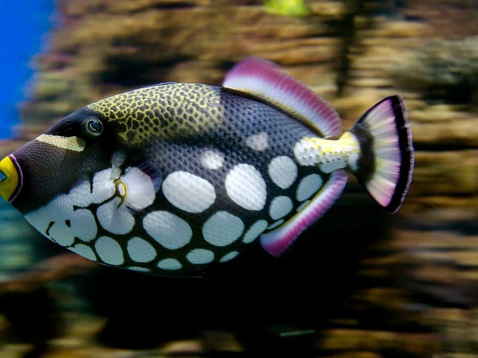 A clown triggerfish with white spots on a dark body