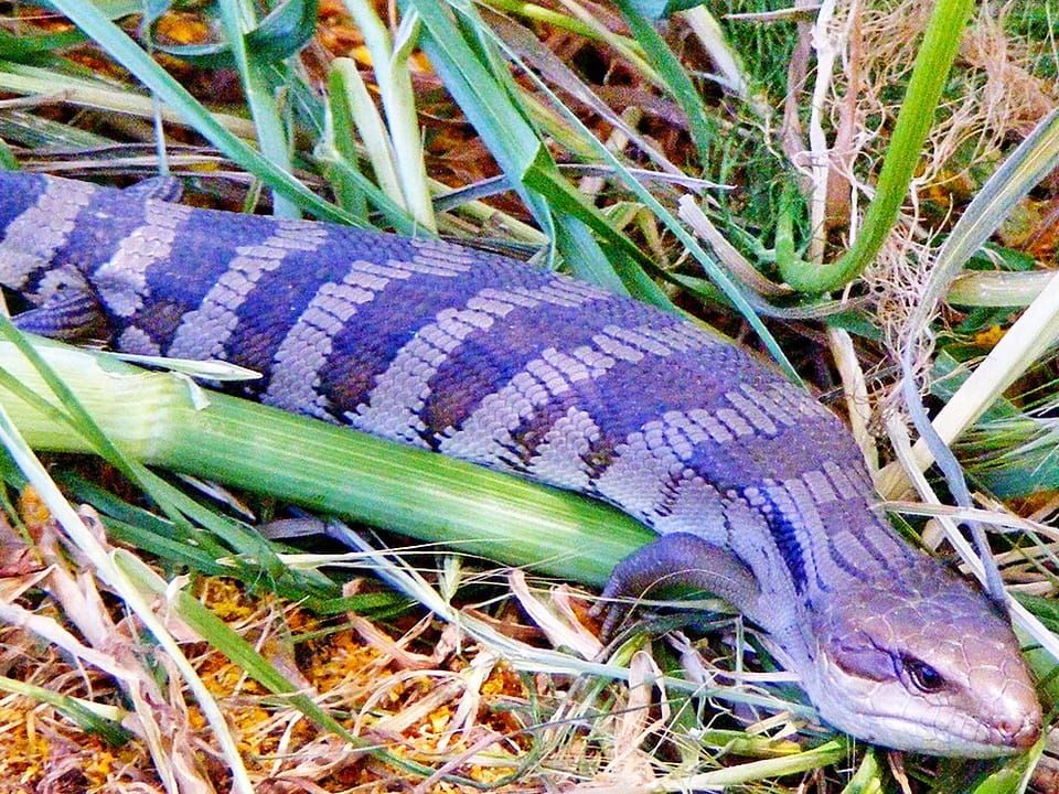 A common bluetongue skink with banded scales lying in grass