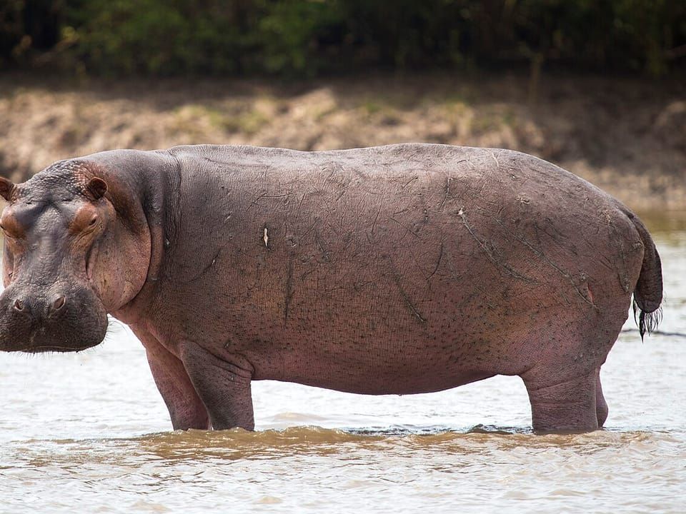 A hippopotamus standing in shallow water
