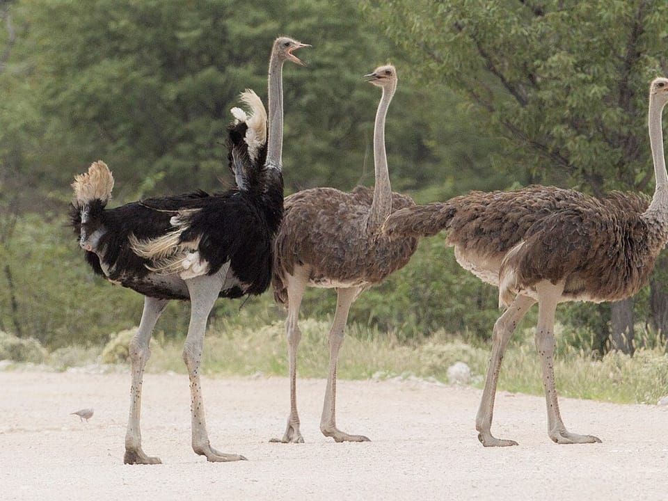 A male and two female common ostriches walking on dry ground