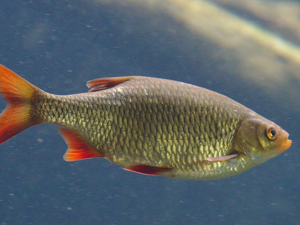 A common rudd with red fins swimming near the surface