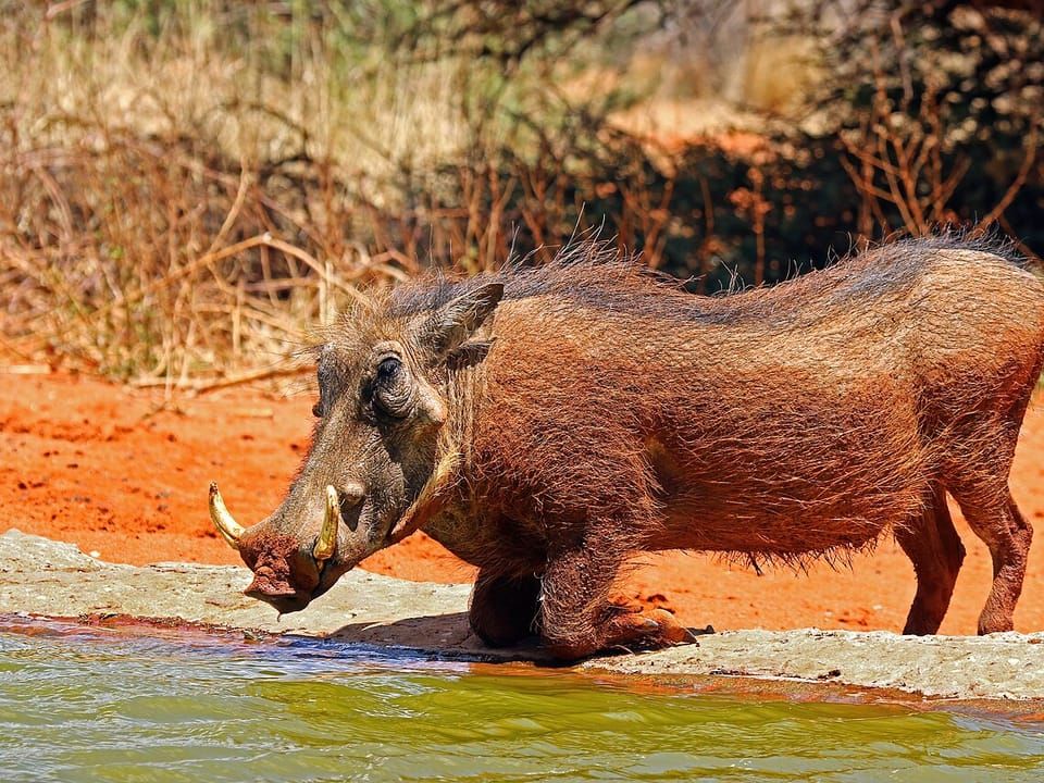 A common warthog kneeling to drink at a red-earth waterhole