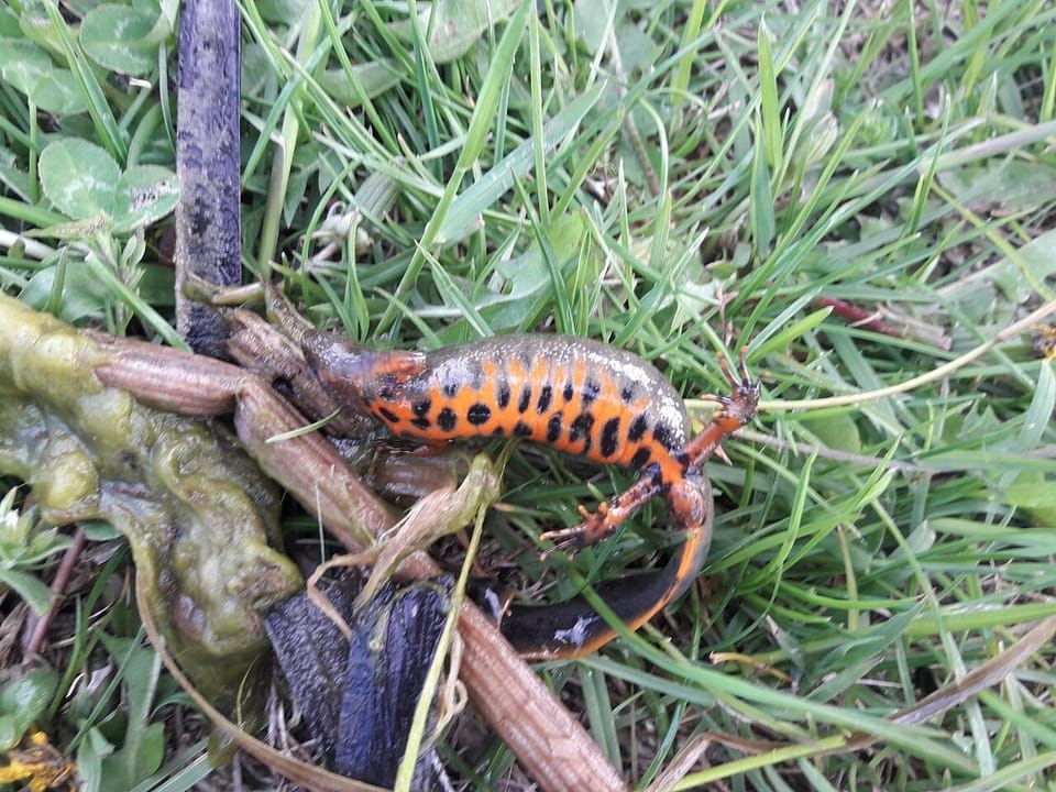 A Danube crested newt showing its orange, black-spotted belly in grass