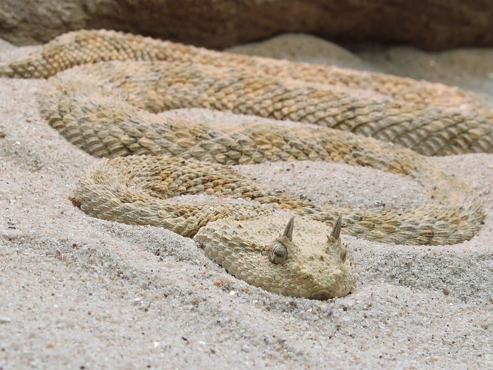 A desert horned viper coiled on sand