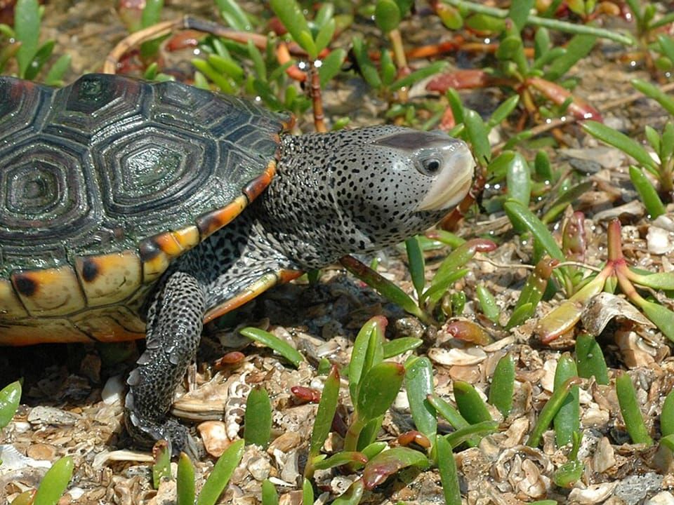 A diamondback terrapin with a patterned shell walking on grass