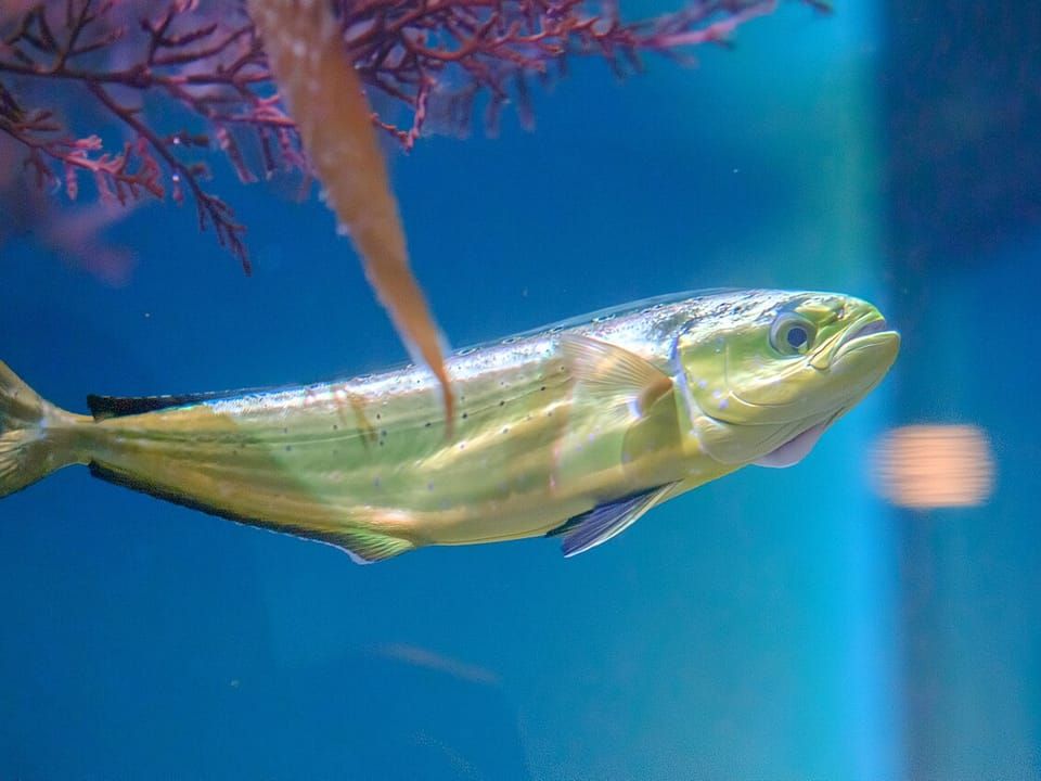 A dolphinfish swimming in a blue aquarium