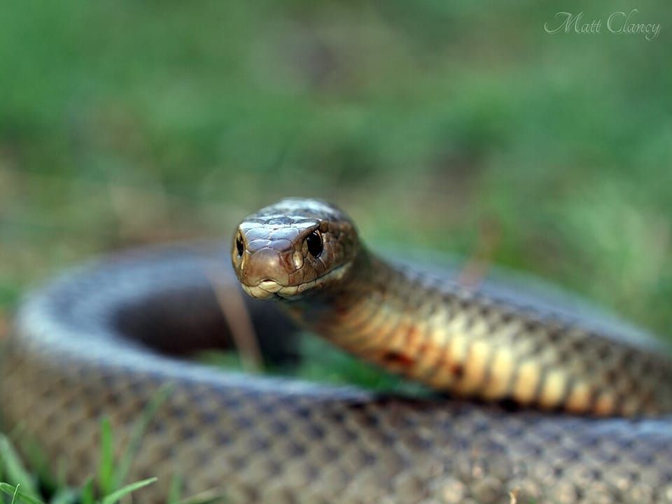An eastern brown snake raising its head above its coils on grass