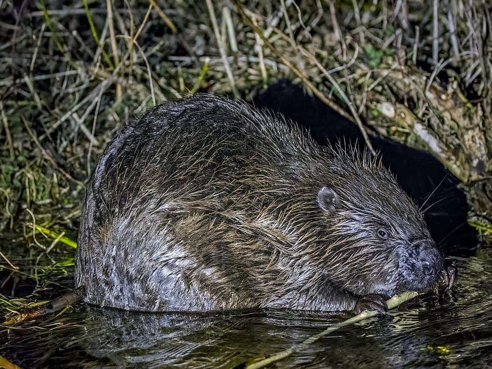 A Eurasian beaver sitting at the water's edge