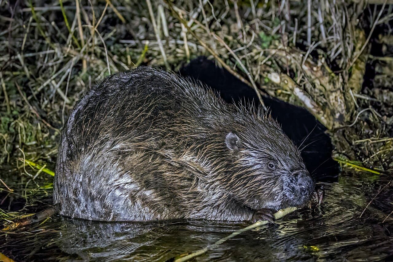 A Eurasian beaver sitting at the water's edge