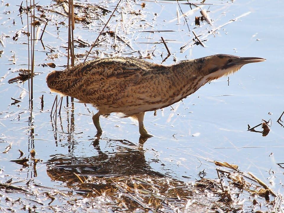 A Eurasian bittern wading through shallow water among reeds