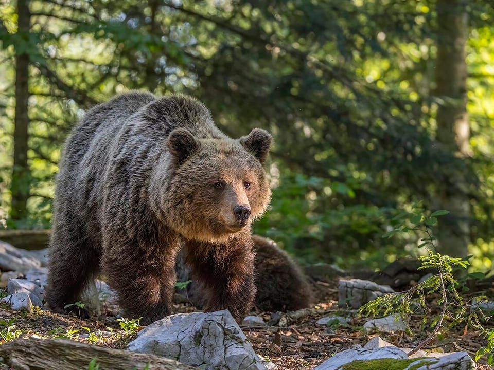A Eurasian brown bear walking through a forest