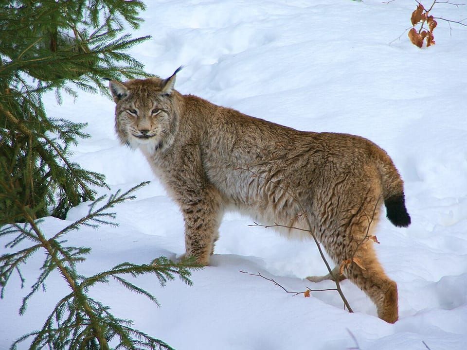 A Eurasian lynx standing in snow