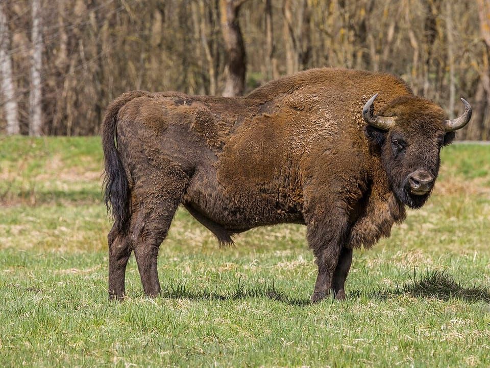 A European bison standing on a grassy meadow