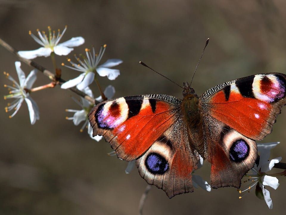 A European peacock butterfly with eyespots resting on white blossom