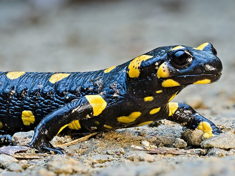 A black and yellow fire salamander crawling over stones